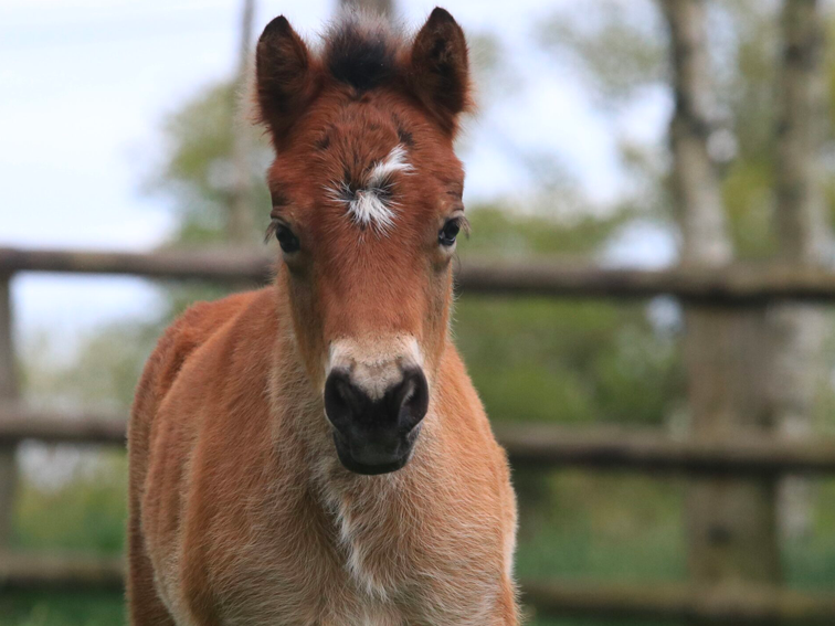 chevaux-elevages-dartmoor