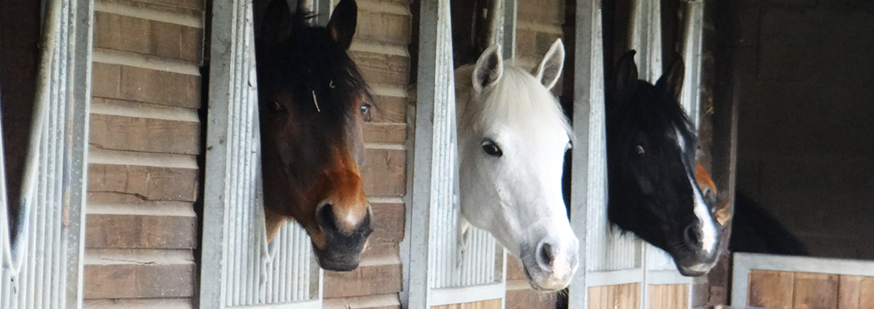 pension-image-3-chevaux trois-chevaux-au-box